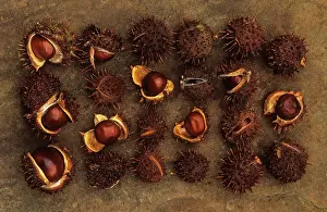Saved: Horse Chestnut