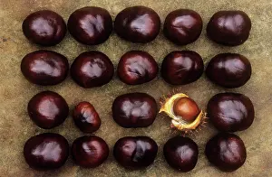 Saved: Horse Chestnut