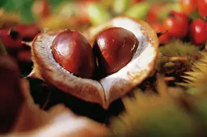 Combined: Horse Chestnut