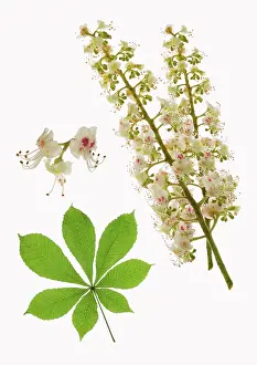 Hippocastanum: Horse Chestnut