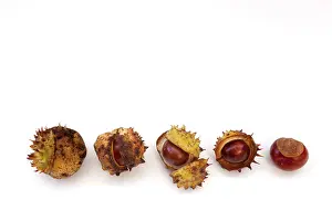 Hippocastanum: Horse Chestnut