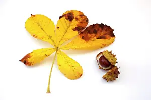 Hippocastanum: Horse Chestnut