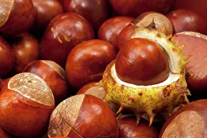 Hippocastanum: Horse Chestnut