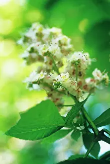 Hippocastanum: Horse Chestnut