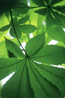 Hippocastanum: Horse Chestnut