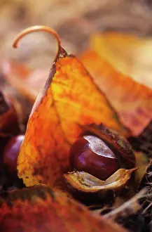 Hippocastanum: Horse Chestnut