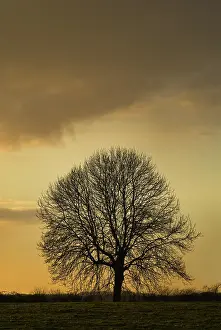 Imaginary: Horse Chestnut