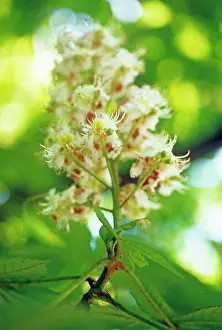 Mobile: Horse Chestnut