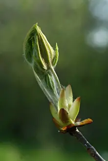Beginning: Horse chestnut