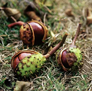 Silky: Horse Chestnut