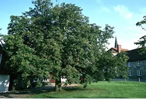 Villages: HORSE CHESTNUT