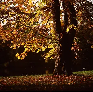 Zdenek Tunka: HORSE CHESTNUT