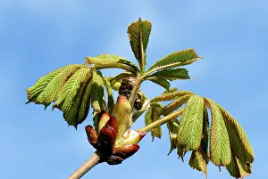 Sticky: Horse chestnut