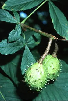 Chestnuts: HORSE CHESTNUT