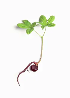 Sprouting: Horse chestnut, Aesculus hippocastanum, seedling showing the