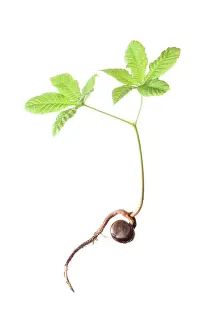 Sprouting: Horse chestnut, Aesculus hippocastanum, seedling showing the