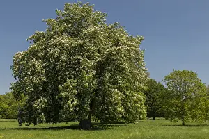 Hippocastanum: Horse Chestnut, Aesculus hippocastanum, in flower