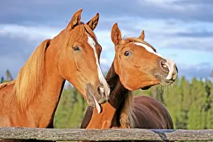 Arabians: Horse Chestnut Arabian two fillies standing together