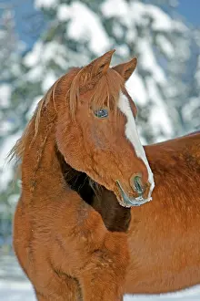Geldings: Horse Chestnut Arabian Gelding portrait of purebred