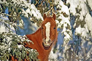 Arabians: Horse Chestnut Arabian portrait of mare standing