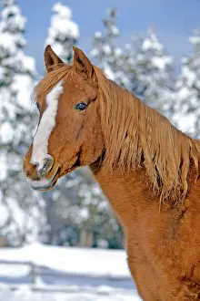 Stallions: Horse Chestnut Arabian Stallion portrait standing