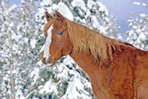 Stallions: Horse Chestnut Arabian Stallion portrait standing