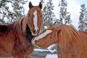 Nuzzling: Horse Chestnut Arabian two at winter pasture nuzzling
