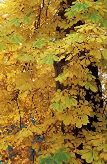 Hippocastanum: Horse Chestnut - Autumn foliage