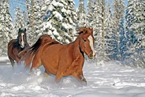 Arabians: Horse Chestnut and Bay Arabian dashing through fresh snow