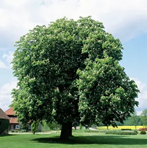 Karin Laub: Horse CHESTNUT - in blossom