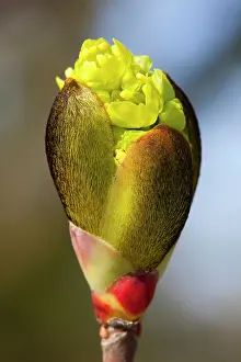 Hippocastanum: Horse Chestnut - close-up of flower bud