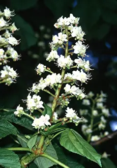 Chestnuts: HORSE CHESTNUT - close-up of flowers