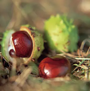 Hippocastanum: Horse Chestnut, Conker