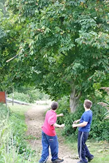 Throwing: Horse Chestnut - Conkering - Boys throwing sticks