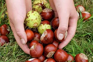 Nails: Horse Chestnut - Conkering - Handful of conkers