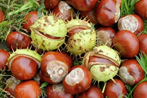 Conkers: Horse Chestnut - Conkers