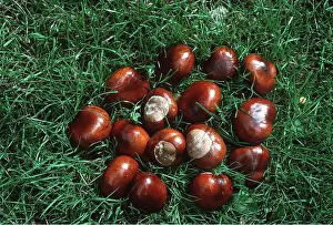Chestnuts: HORSE CHESTNUT - conkers