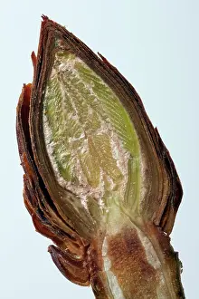 Folded: Horse Chestnut - cross-section of a bud showing