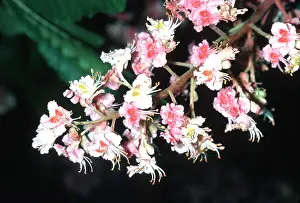 Chestnuts: Horse Chestnut - flowers