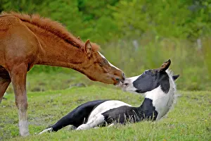 Filly: Horse Chestnut foal with Black and White Pinto filly