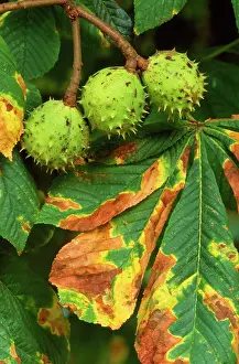 Hippocastanum: Horse Chestnut - fruit & leaves
