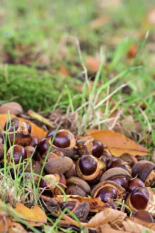 Chestnut: Horse chestnut, Japanese horse chestnut, Aesculus