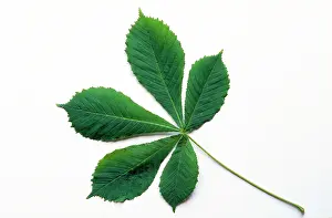 Hippocastanum: Horse Chestnut Leaf
