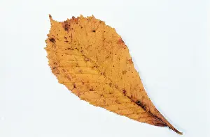 David C Dixon: HORSE CHESTNUT - leaf