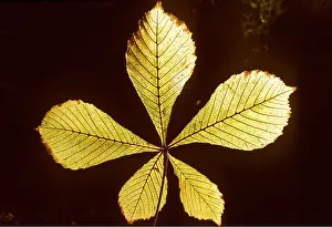 Chestnuts: HORSE CHESTNUT LEAF