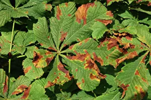 Chestnut: Horse chestnut leaf blotch