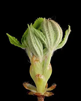 Hippocastanum: Horse Chestnut - leaf bud opening in spring