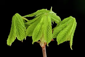 Hippocastanum: Horse Chestnut - leaf bud opening in spring