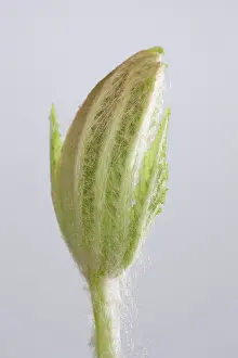 Hippocastanum: Horse Chestnut - leaf development