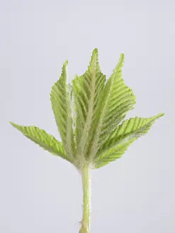 Hippocastanum: Horse Chestnut - leaf development